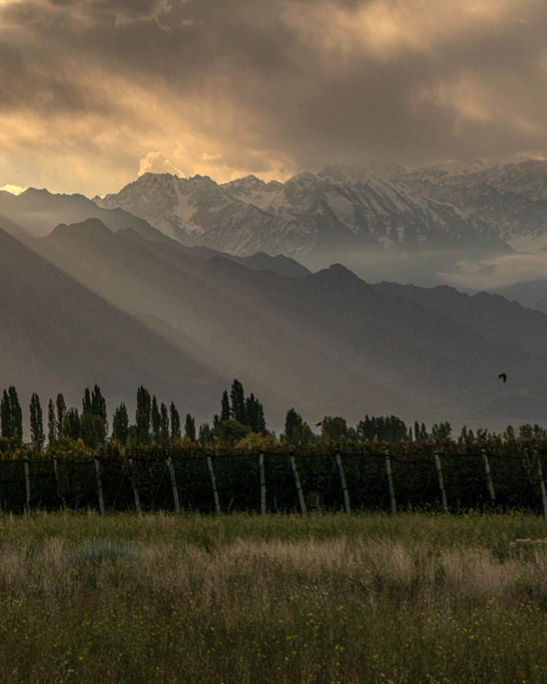 Vineyard rows against the Andes mountains at sunset, Mendoza